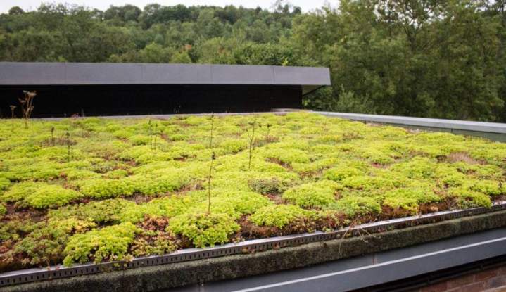 Réalisation toit végétal Vindry-sur-Turdine